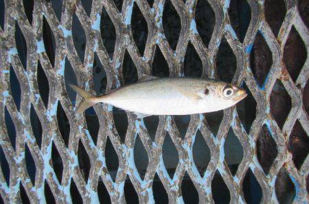 オリジナルメーカー海づり公園(市原市海づり…