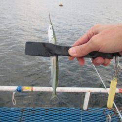 オリジナルメーカー海づり公園(市原市海づり施設) 釣果