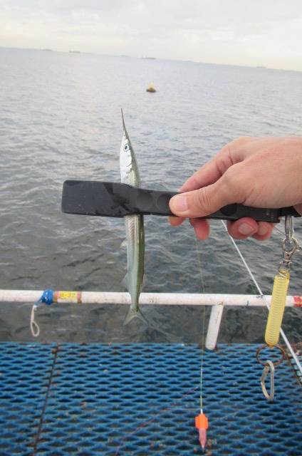 オリジナルメーカー海づり公園(市原市海づり施設) 釣果