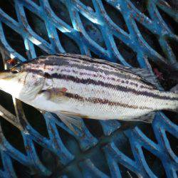 オリジナルメーカー海づり公園(市原市海づり施設) 釣果