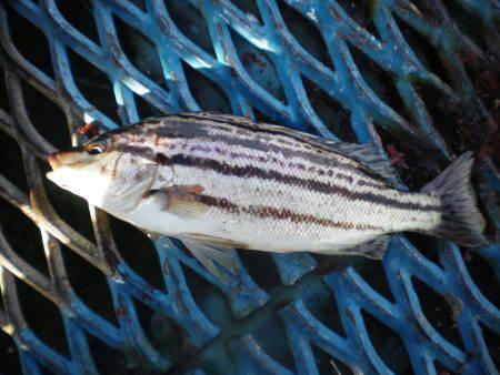 オリジナルメーカー海づり公園(市原市海づり施設) 釣果