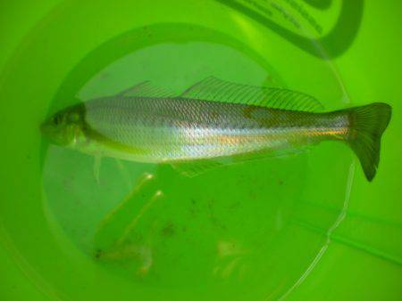 オリジナルメーカー海づり公園(市原市海づり施設) 釣果