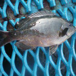 オリジナルメーカー海づり公園(市原市海づり施設) 釣果