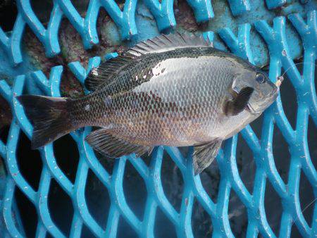 オリジナルメーカー海づり公園(市原市海づり施設) 釣果