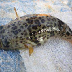 オリジナルメーカー海づり公園(市原市海づり施設) 釣果