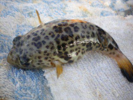 オリジナルメーカー海づり公園(市原市海づり施設) 釣果