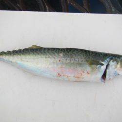 オリジナルメーカー海づり公園(市原市海づり施設) 釣果