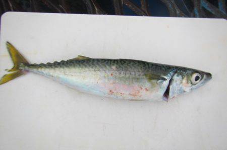 オリジナルメーカー海づり公園(市原市海づり施設) 釣果