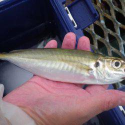オリジナルメーカー海づり公園(市原市海づり施設) 釣果