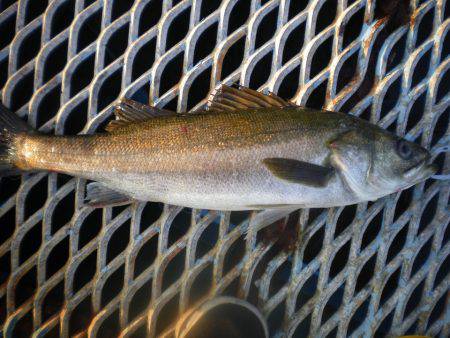 オリジナルメーカー海づり公園(市原市海づり…