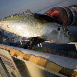 オリジナルメーカー海づり公園(市原市海づり施設) 釣果