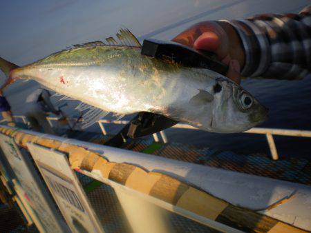 オリジナルメーカー海づり公園(市原市海づり施設) 釣果