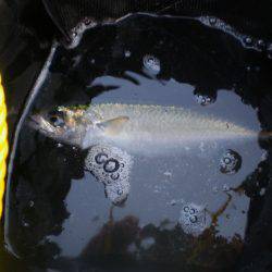 オリジナルメーカー海づり公園(市原市海づり施設) 釣果