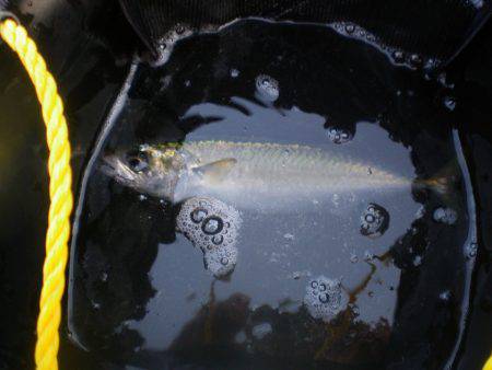オリジナルメーカー海づり公園(市原市海づり施設) 釣果
