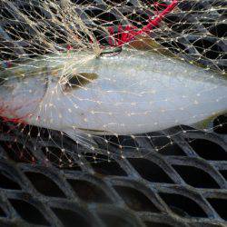 オリジナルメーカー海づり公園(市原市海づり施設) 釣果