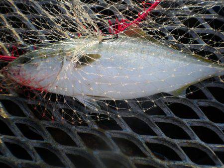 オリジナルメーカー海づり公園(市原市海づり施設) 釣果