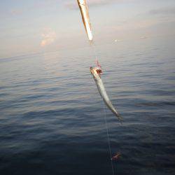 オリジナルメーカー海づり公園(市原市海づり施設) 釣果