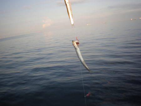 オリジナルメーカー海づり公園(市原市海づり施設) 釣果