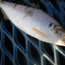 オリジナルメーカー海づり公園(市原市海づり施設) 釣果