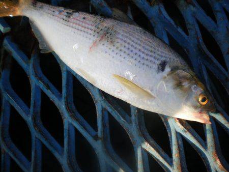 オリジナルメーカー海づり公園(市原市海づり施設) 釣果