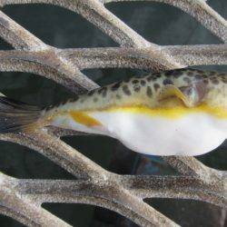 オリジナルメーカー海づり公園(市原市海づり施設) 釣果