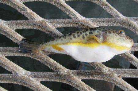 オリジナルメーカー海づり公園(市原市海づり施設) 釣果