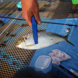 オリジナルメーカー海づり公園(市原市海づり施設) 釣果