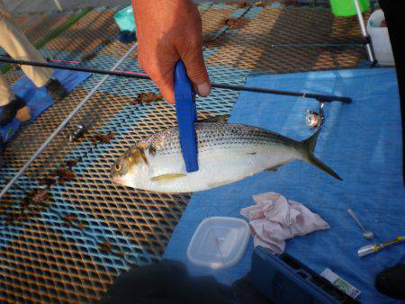 オリジナルメーカー海づり公園(市原市海づり施設) 釣果