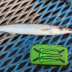 オリジナルメーカー海づり公園(市原市海づり施設) 釣果