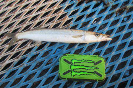 オリジナルメーカー海づり公園(市原市海づり施設) 釣果