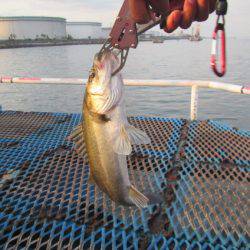 オリジナルメーカー海づり公園(市原市海づり施設) 釣果