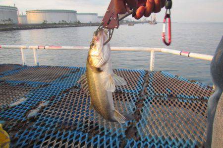 オリジナルメーカー海づり公園(市原市海づり施設) 釣果