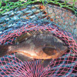 オリジナルメーカー海づり公園(市原市海づり施設) 釣果