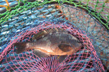 オリジナルメーカー海づり公園(市原市海づり施設) 釣果
