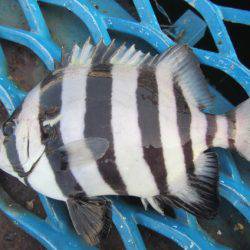 オリジナルメーカー海づり公園(市原市海づり施設) 釣果