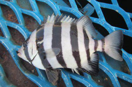 オリジナルメーカー海づり公園(市原市海づり施設) 釣果
