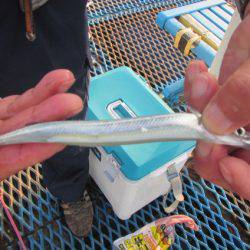 オリジナルメーカー海づり公園(市原市海づり施設) 釣果