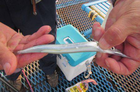 オリジナルメーカー海づり公園(市原市海づり施設) 釣果