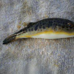 オリジナルメーカー海づり公園(市原市海づり施設) 釣果