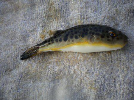 オリジナルメーカー海づり公園(市原市海づり施設) 釣果