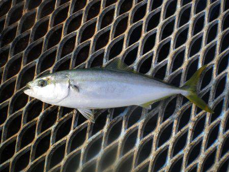 オリジナルメーカー海づり公園(市原市海づり…