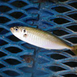 オリジナルメーカー海づり公園(市原市海づり施設) 釣果