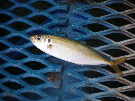 オリジナルメーカー海づり公園(市原市海づり施設) 釣果