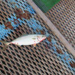 オリジナルメーカー海づり公園(市原市海づり施設) 釣果