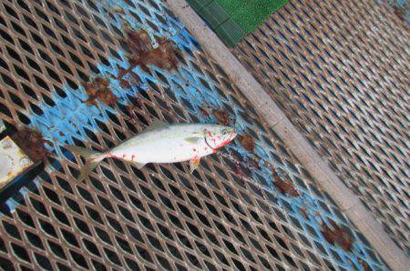 オリジナルメーカー海づり公園(市原市海づり…