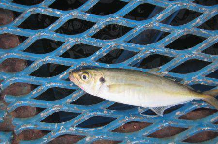 オリジナルメーカー海づり公園(市原市海づり施設) 釣果