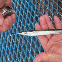 オリジナルメーカー海づり公園(市原市海づり施設) 釣果