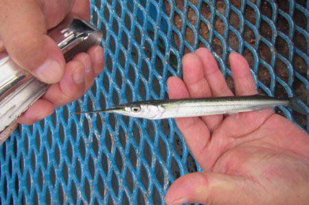 オリジナルメーカー海づり公園(市原市海づり施設) 釣果