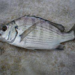 オリジナルメーカー海づり公園(市原市海づり施設) 釣果