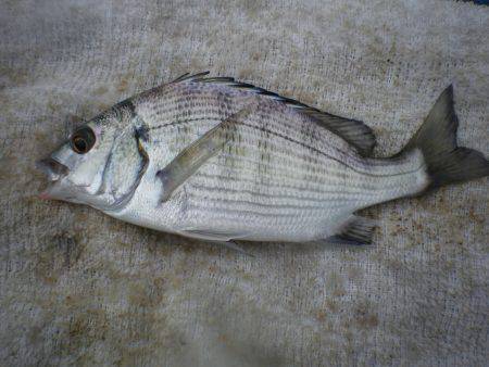 オリジナルメーカー海づり公園(市原市海づり施設) 釣果